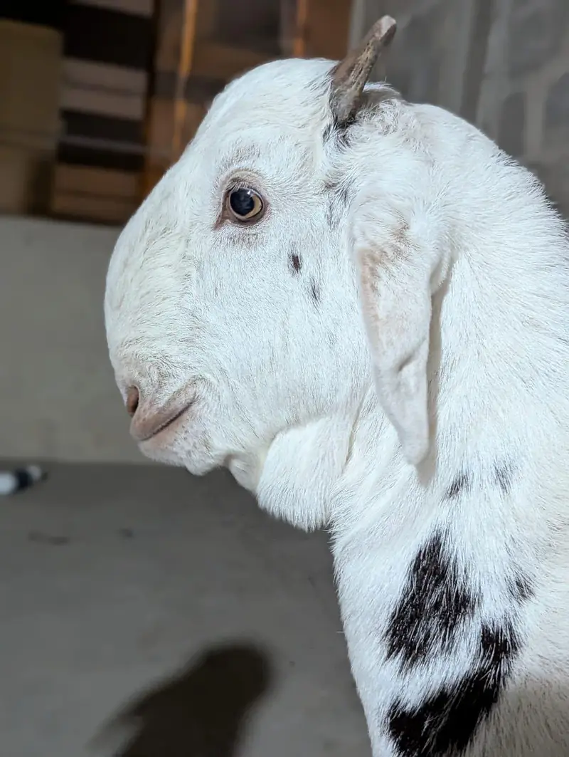 PURE TOTA PURI BREED — photo 4