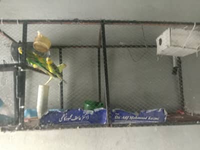 astliyan tooty for sale 2 piar