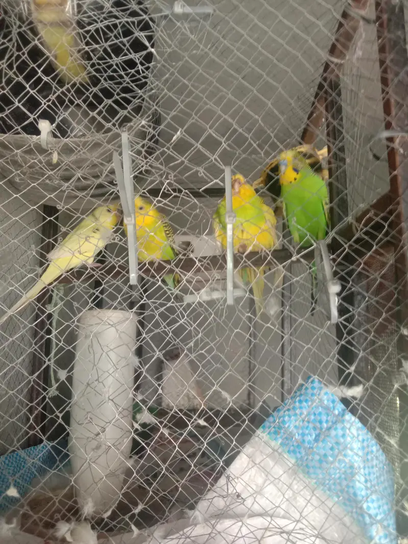 astliyan tooty for sale 2 piar — photo 2
