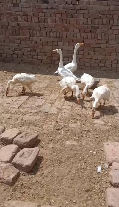 long neck ducks ke bachay .