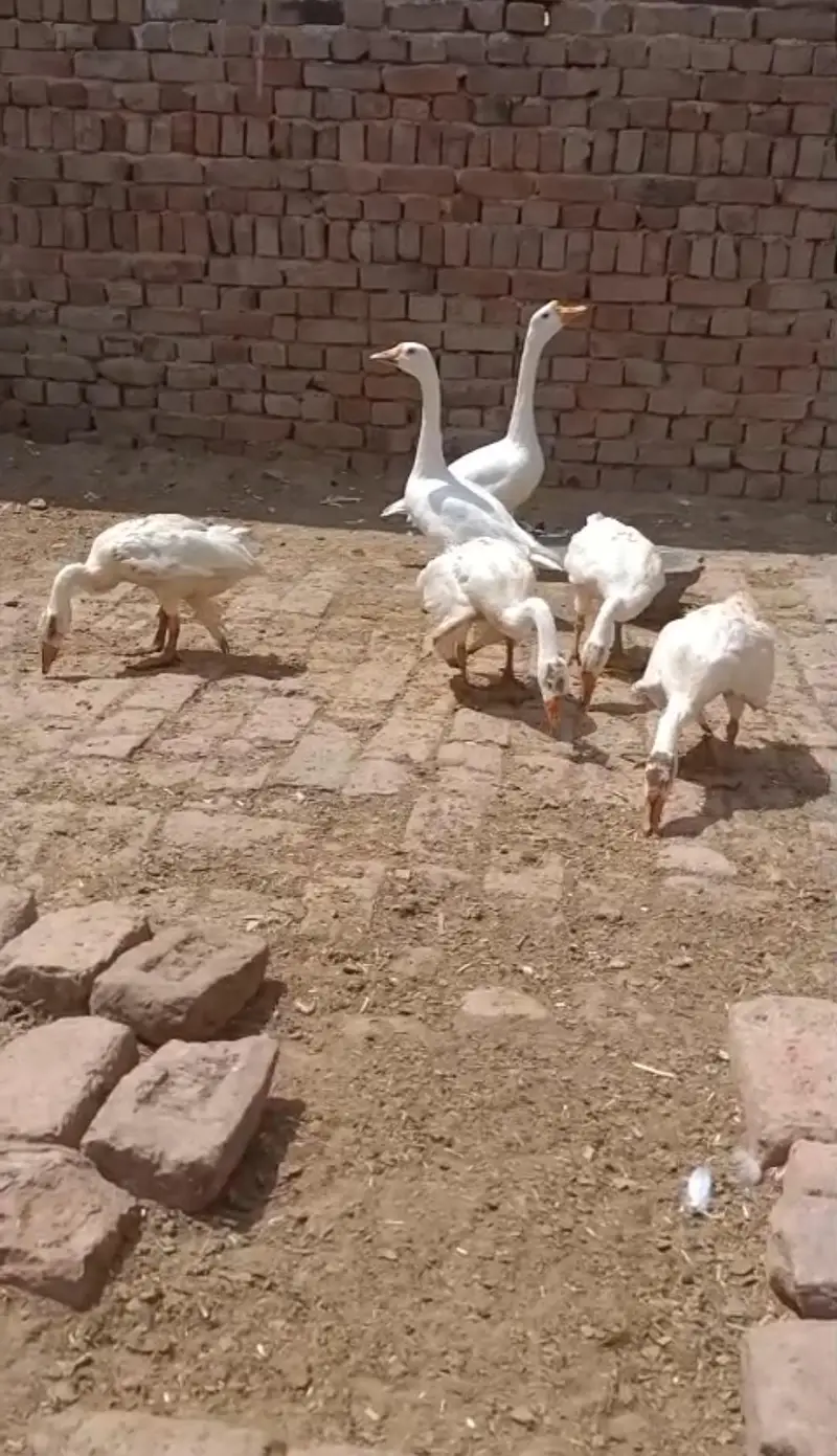 long neck ducks ke bachay .