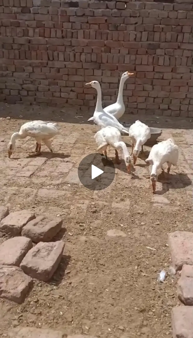 long neck ducks ke bachay . — photo 2