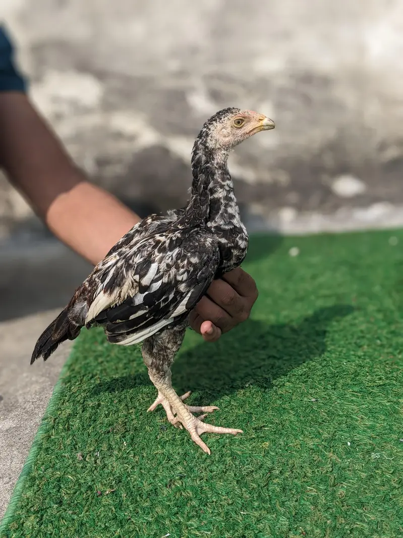 High quality chicks — photo 2
