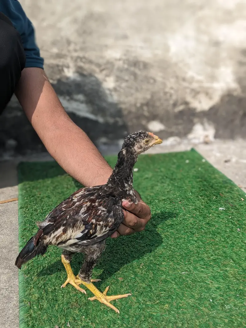 High quality chicks — photo 3