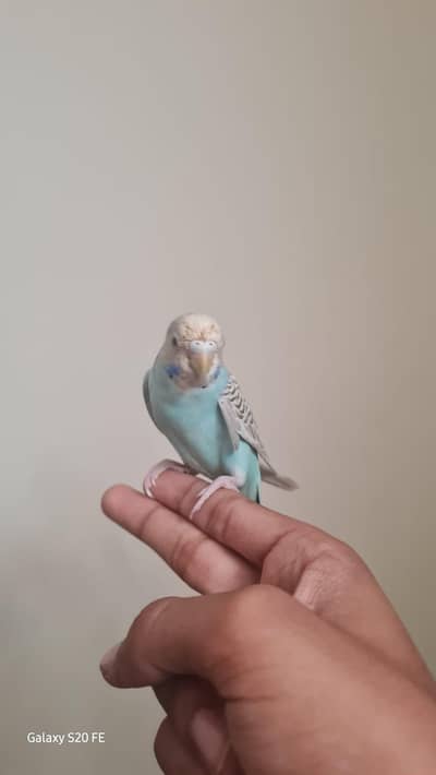 Handtame Budgie