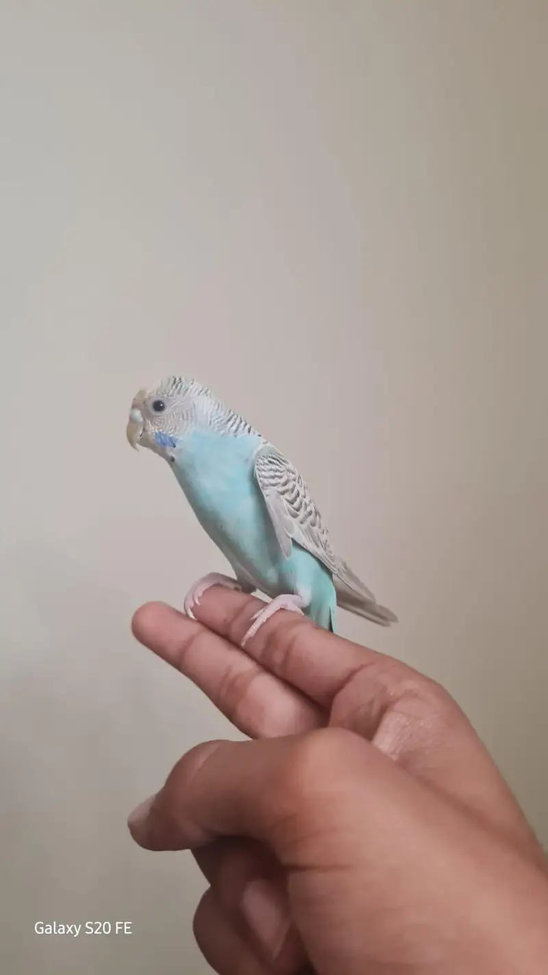 Handtame Budgie — photo 2