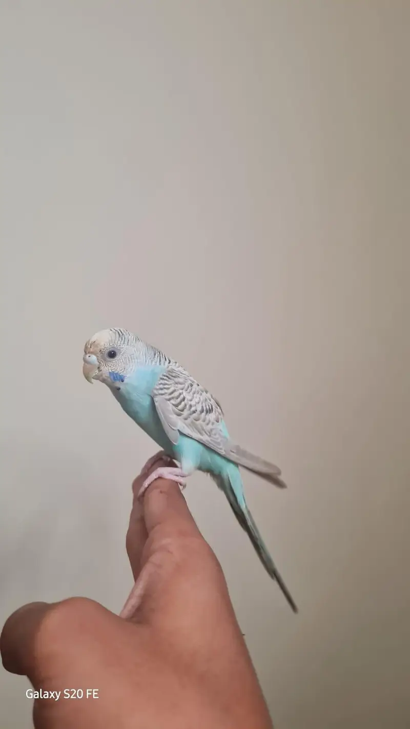 Handtame Budgie — photo 3