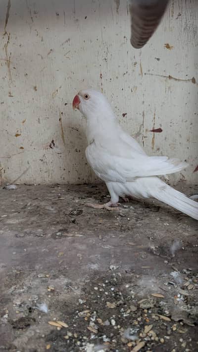 white ringneck parrot breader female