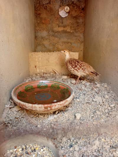 one no. Irani teetar female
