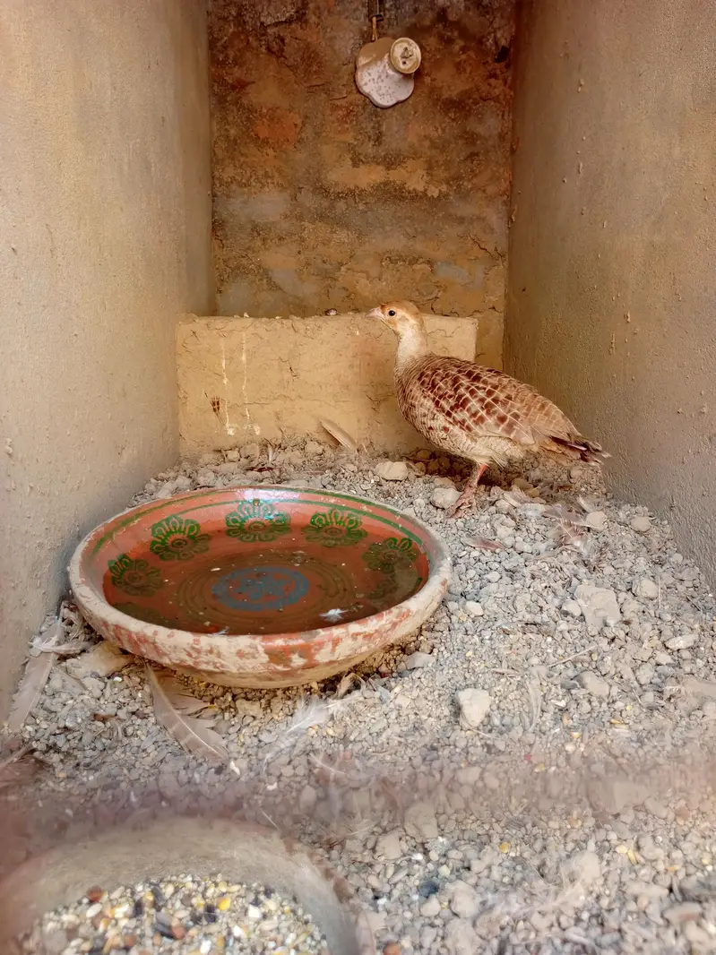 one no. Irani teetar female