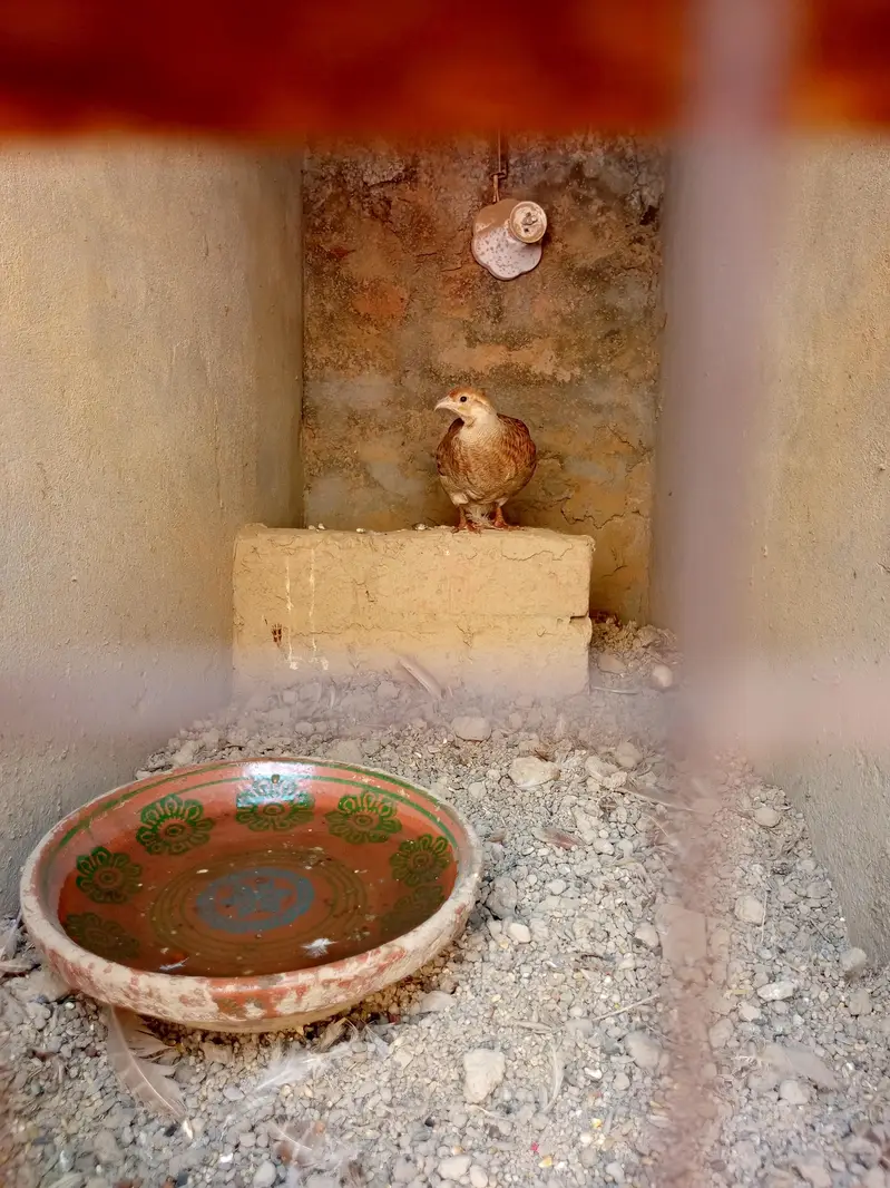 one no. Irani teetar female — photo 2