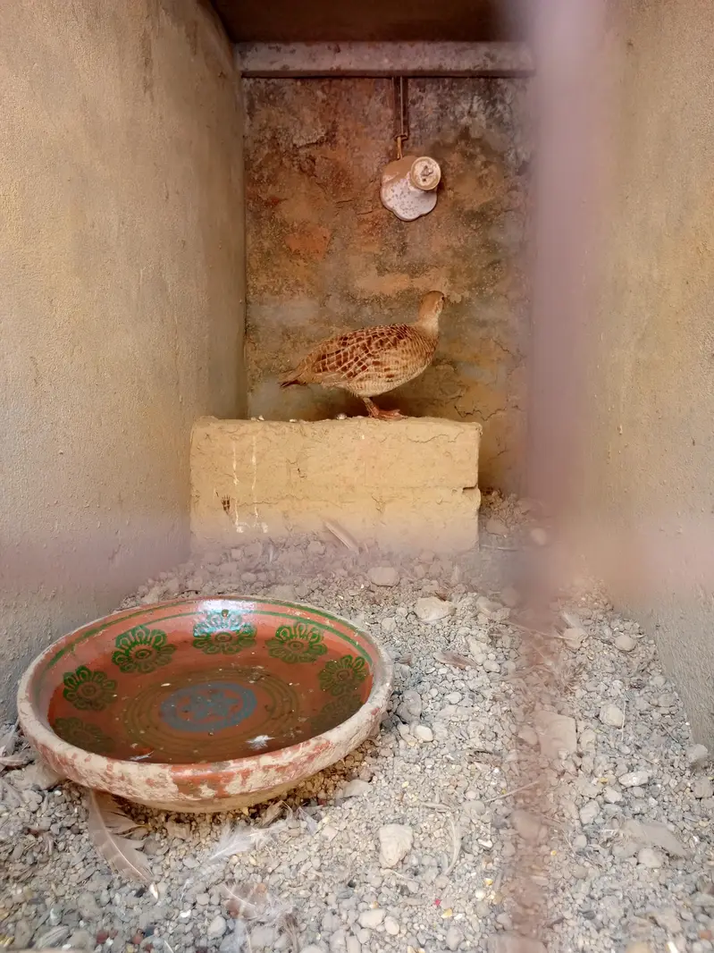 one no. Irani teetar female — photo 3
