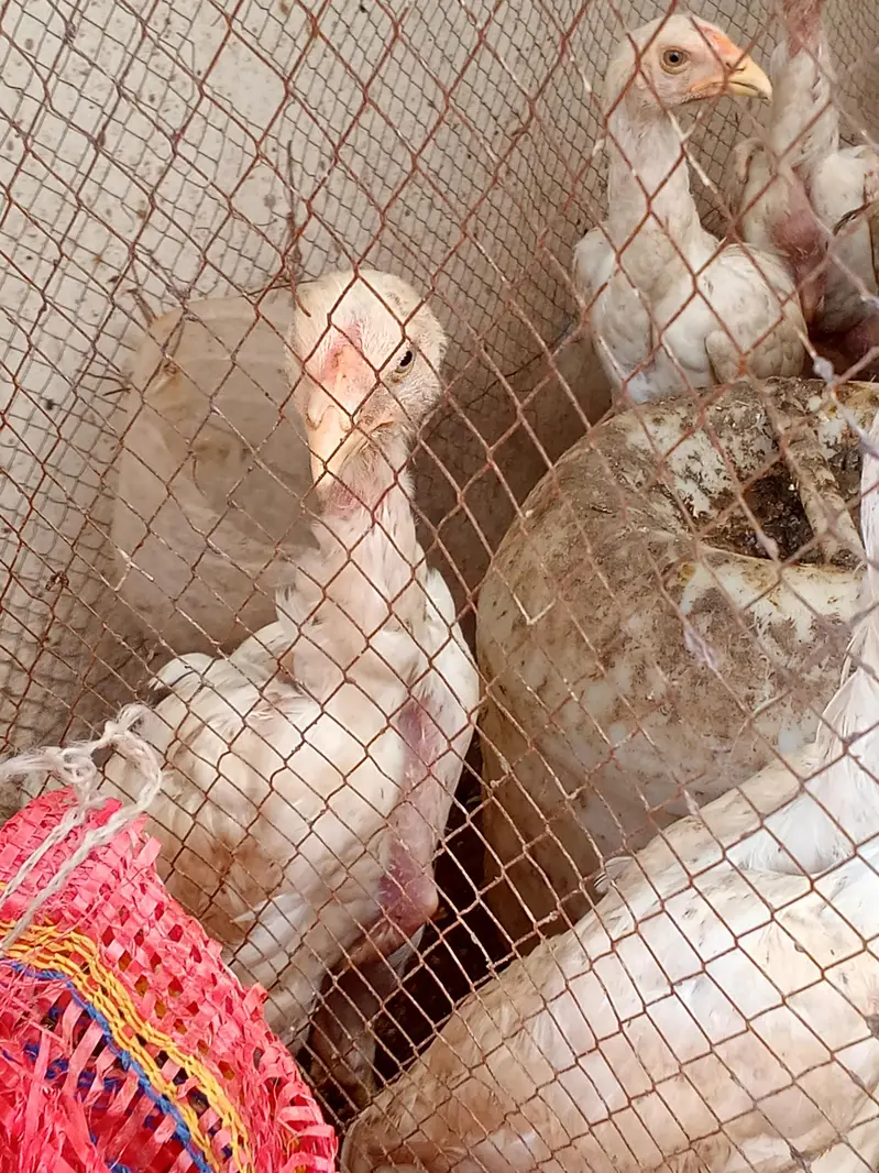 shamoo chicks — photo 8