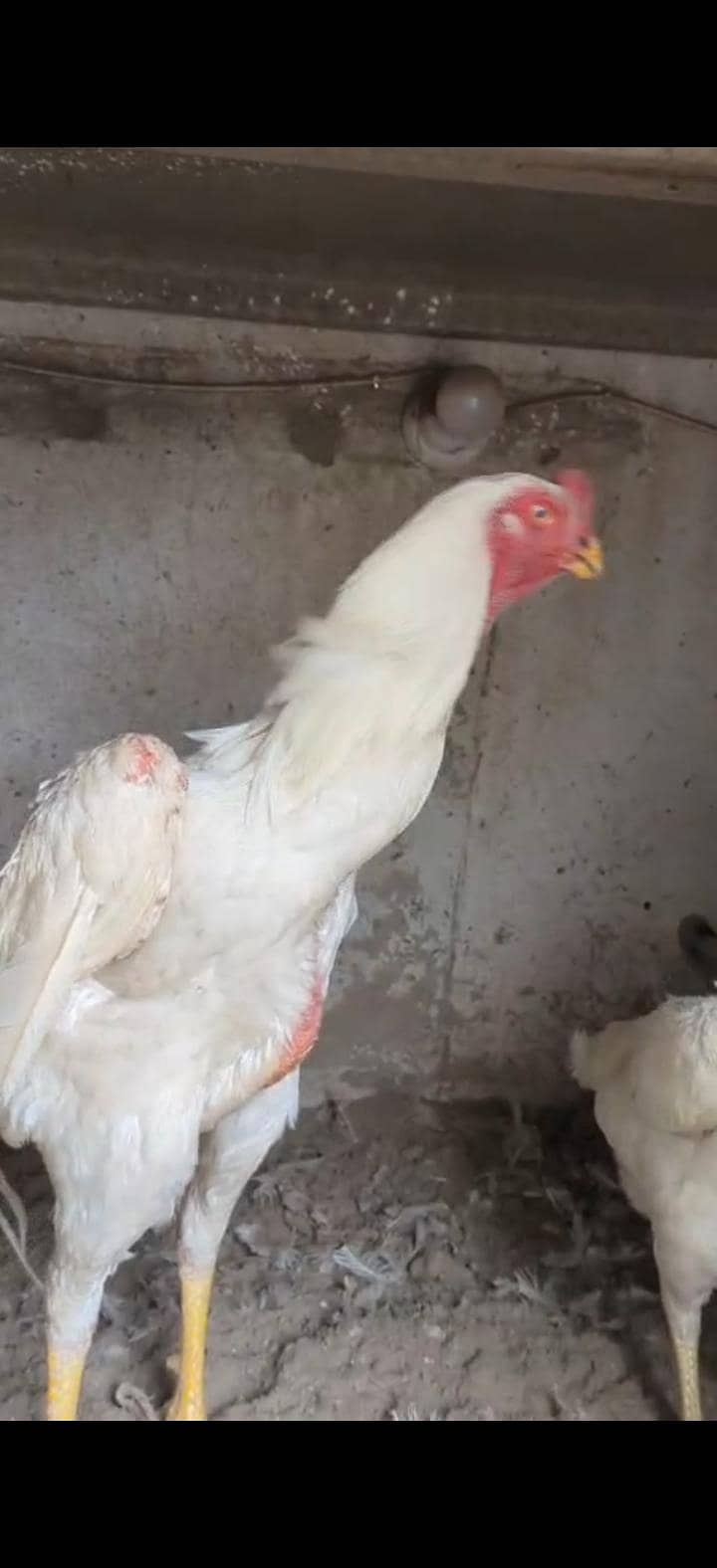 shamoo chicks 9