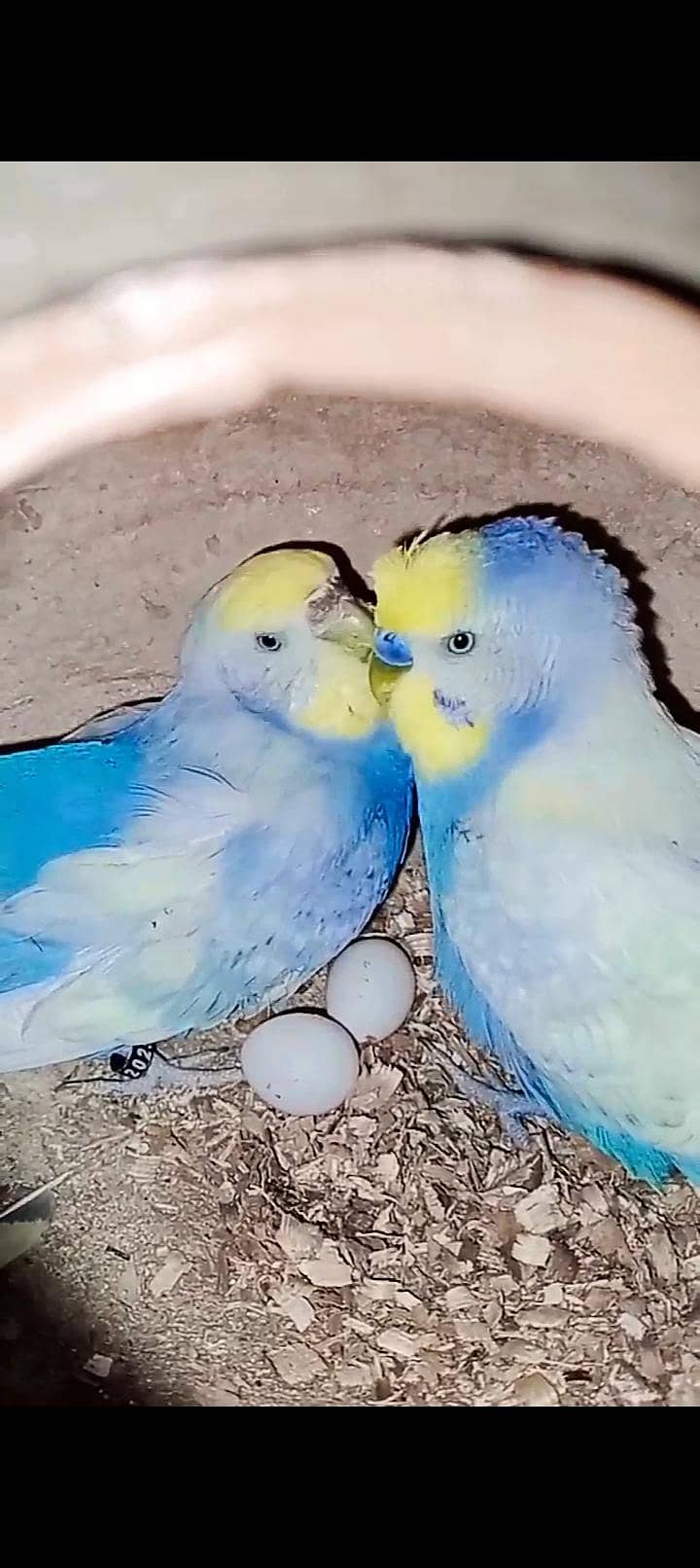 rainbow budgies 0