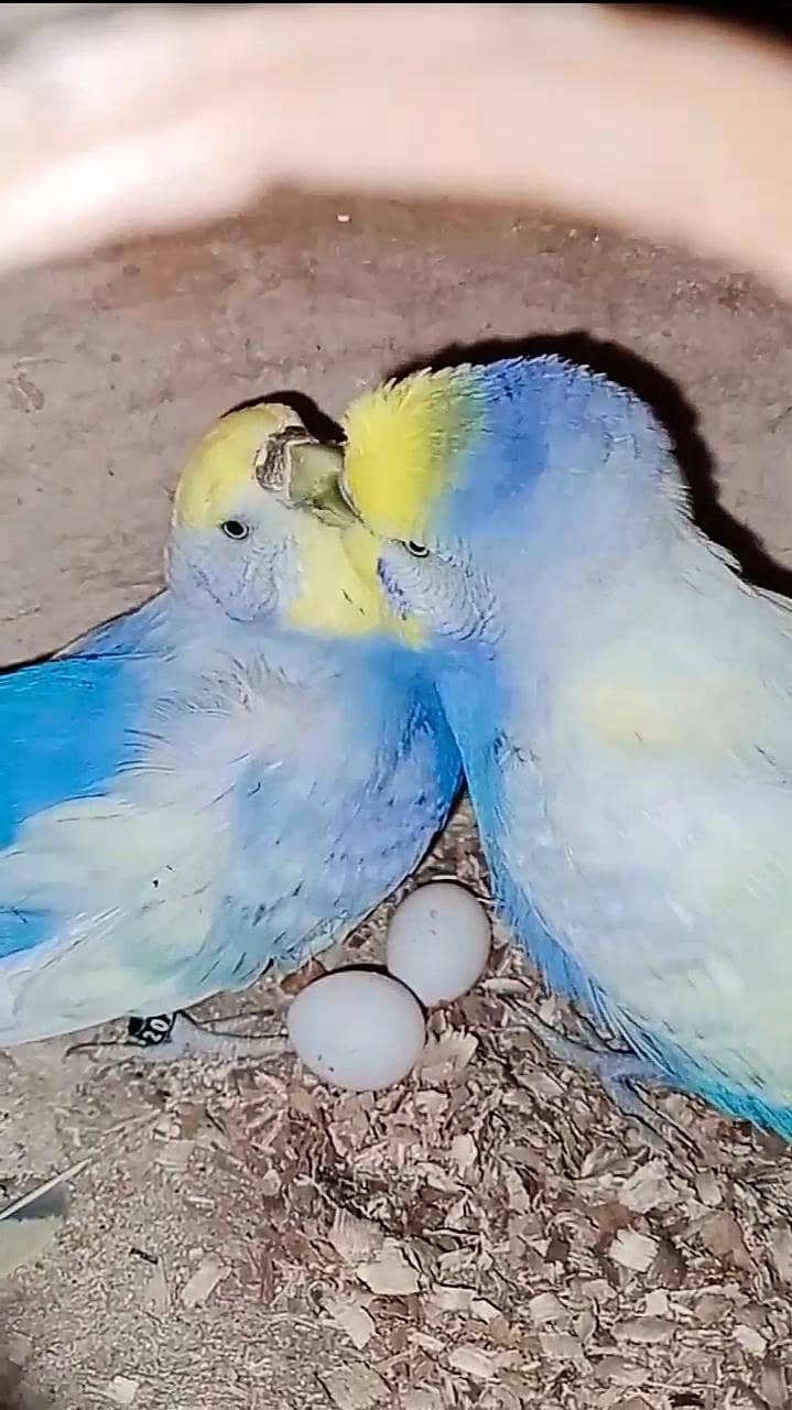 rainbow budgies 1