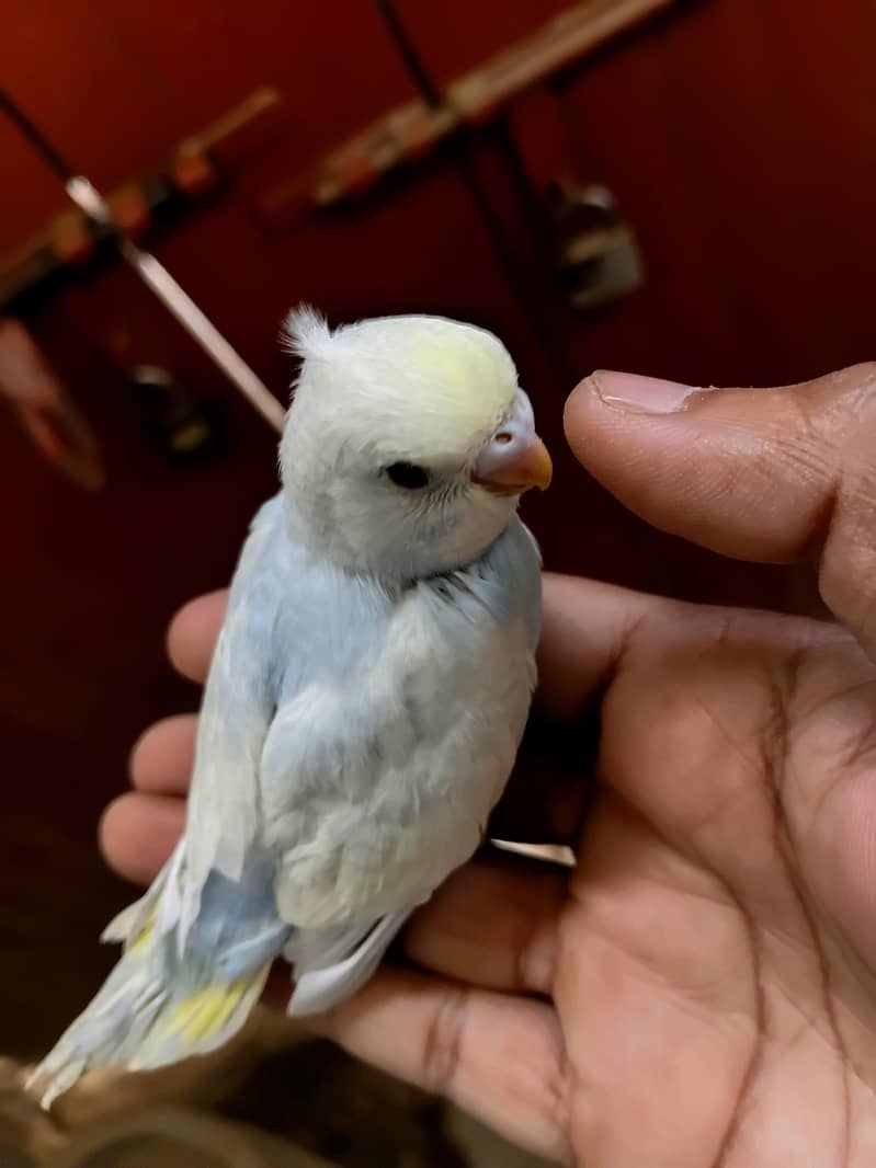 rainbow budgies 2