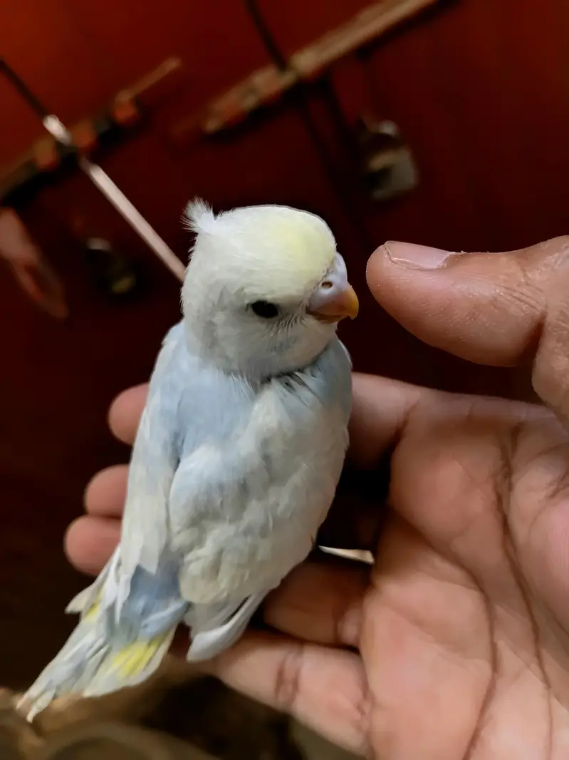 rainbow budgies — photo 3
