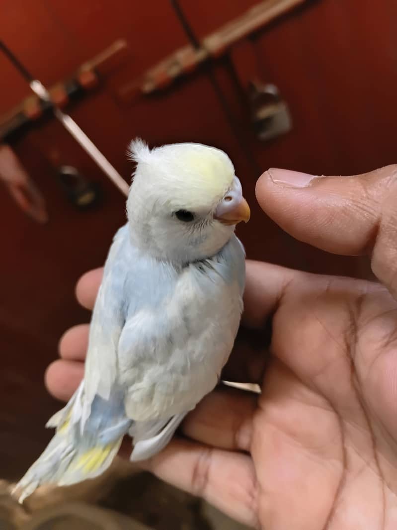 rainbow budgies 3