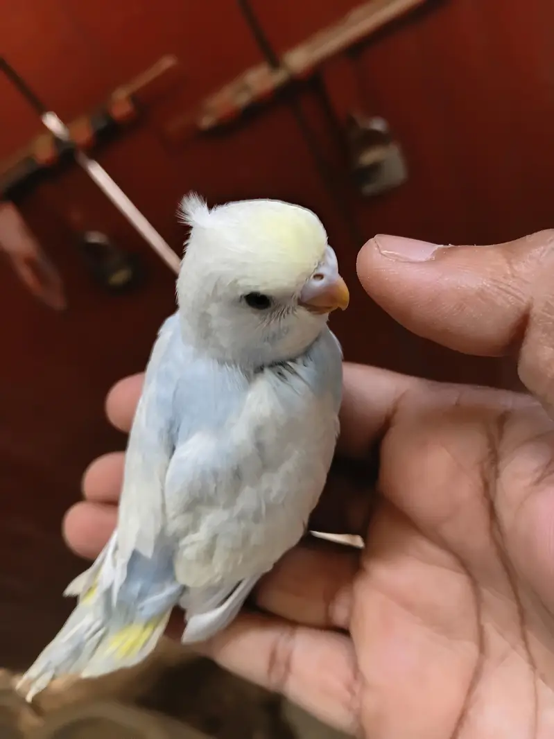 rainbow budgies — photo 4