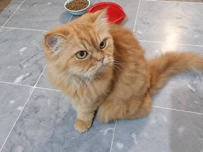Persian female cat