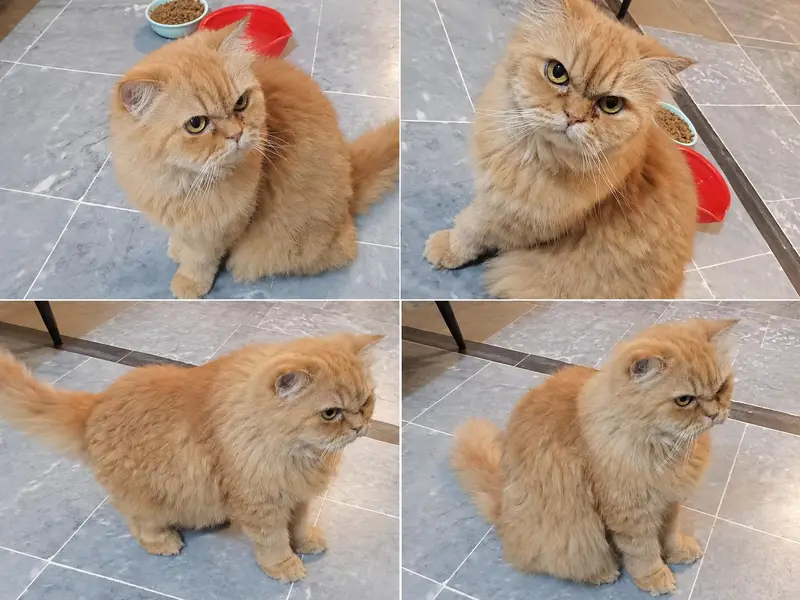 Persian female cat — photo 2