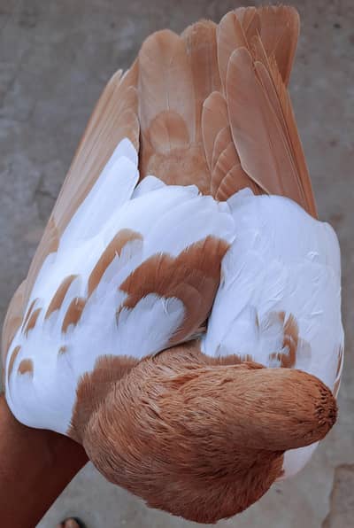 Zard Khaal Guldaar Kalyara Breeder pair. 03116130712
