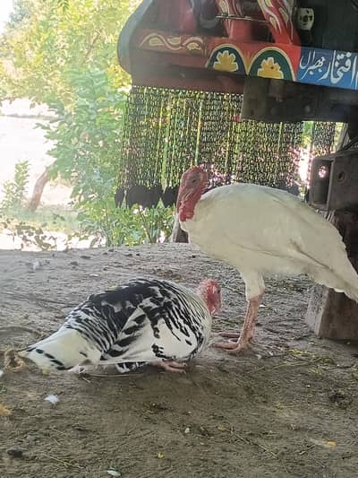good quality beautiful male