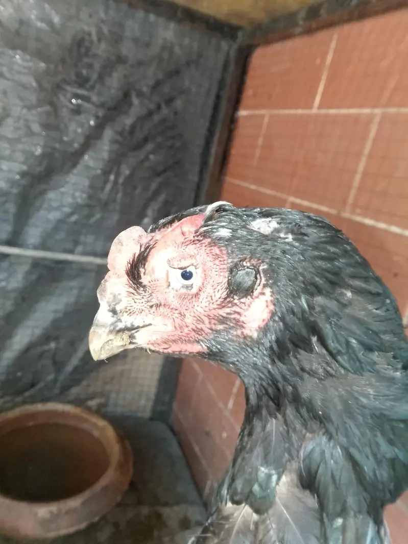 THAI CROSS FEMALE FOR SALE — photo 2