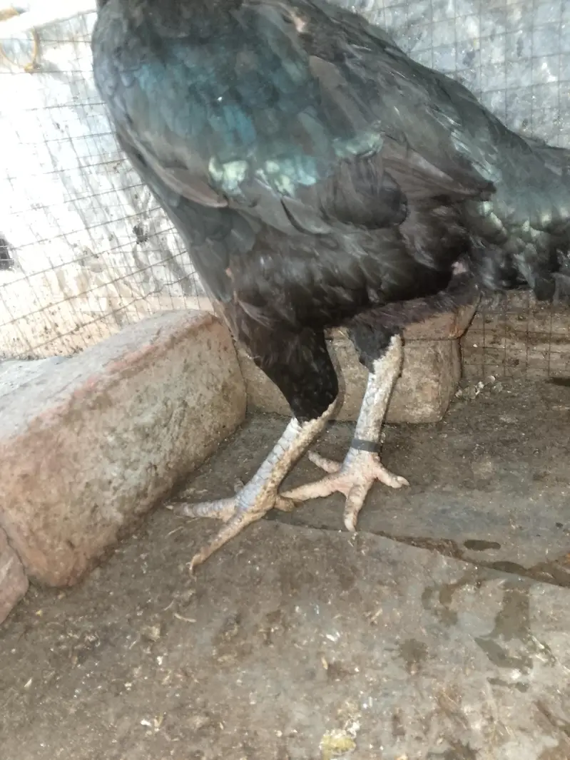 THAI CROSS FEMALE FOR SALE — photo 3