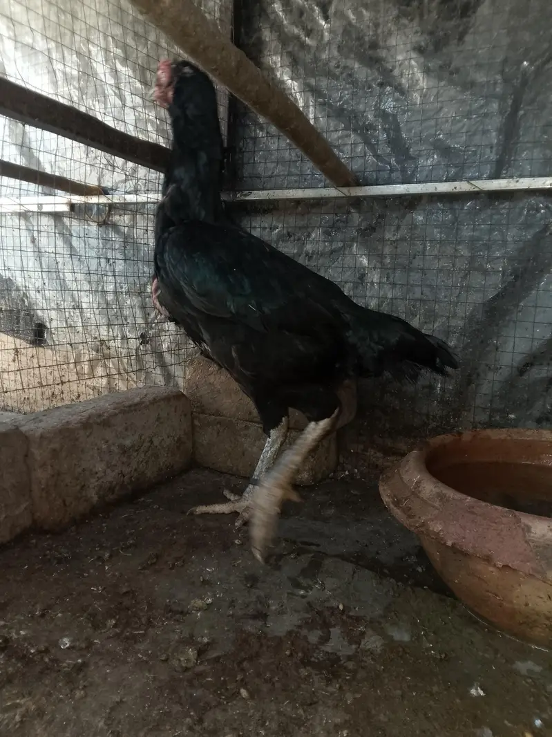 THAI CROSS FEMALE FOR SALE — photo 4
