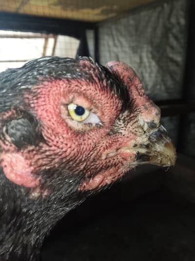 THAI CROSS FEMALE FOR SALE