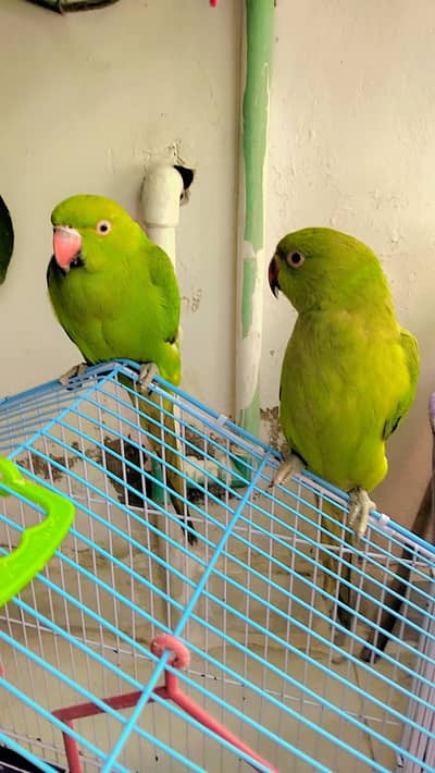 parrot pair for sell