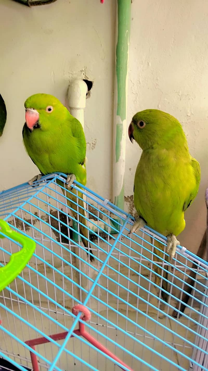 parrot pair for sell 0