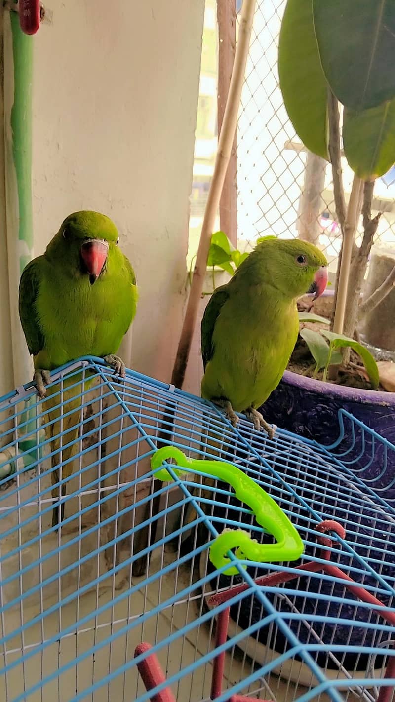 parrot pair for sell 1