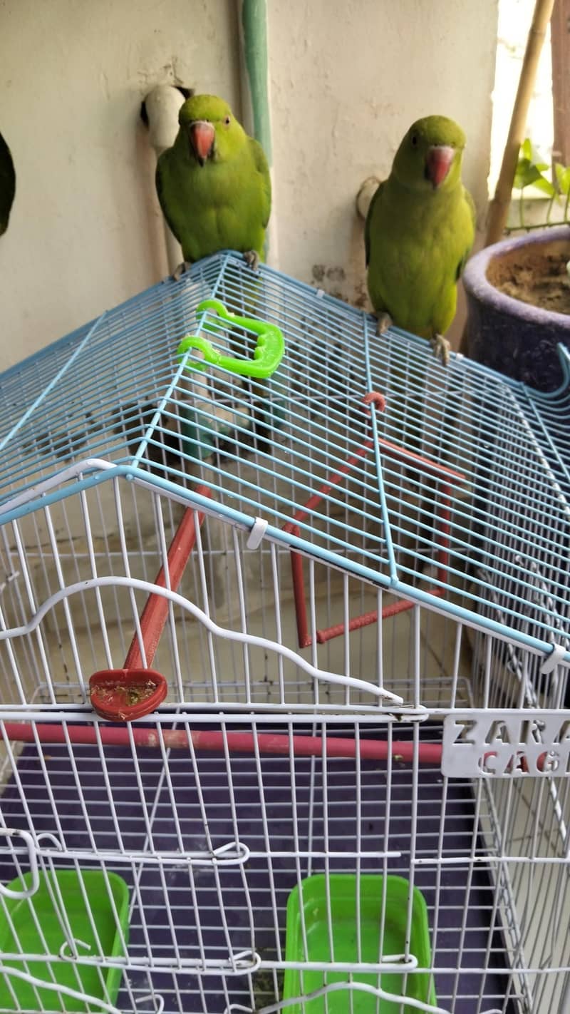 parrot pair for sell 2