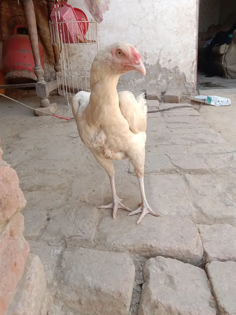 pure aseel femail hen — photo 2