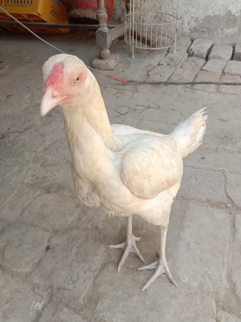 pure aseel femail hen — photo 3
