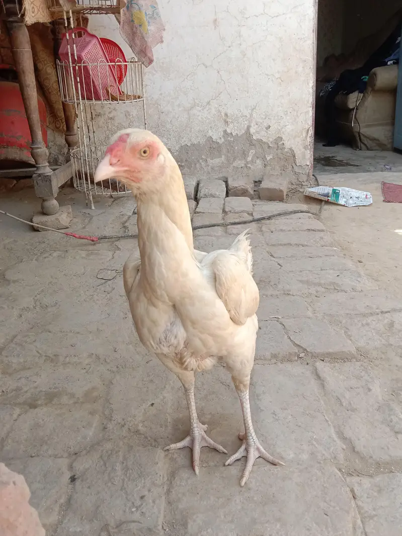 pure aseel femail hen — photo 4