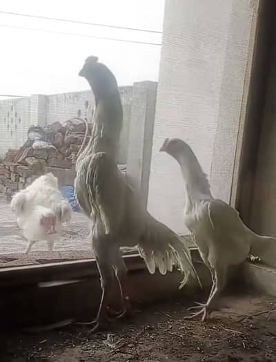 White king shamo Aseel / Thai Aseel chicks