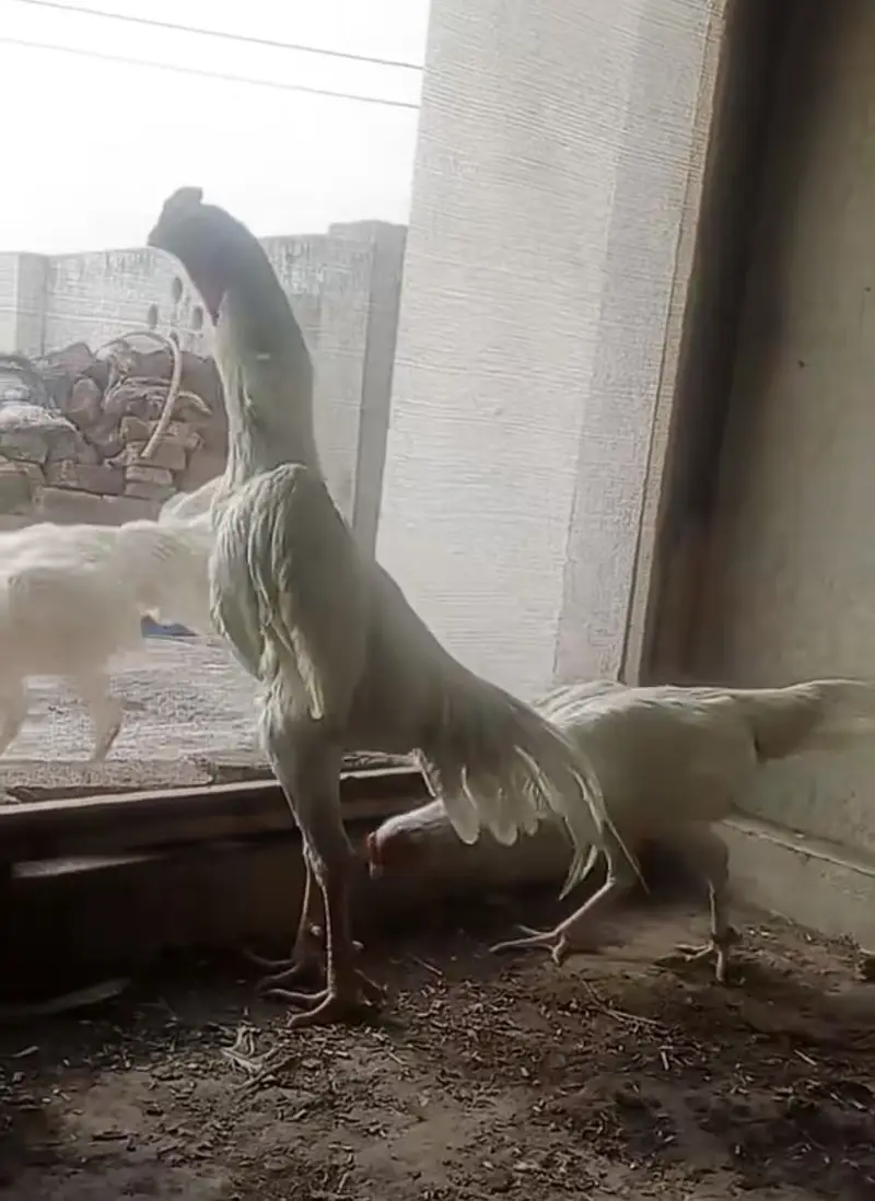 White king shamo Aseel / Thai Aseel chicks — photo 2