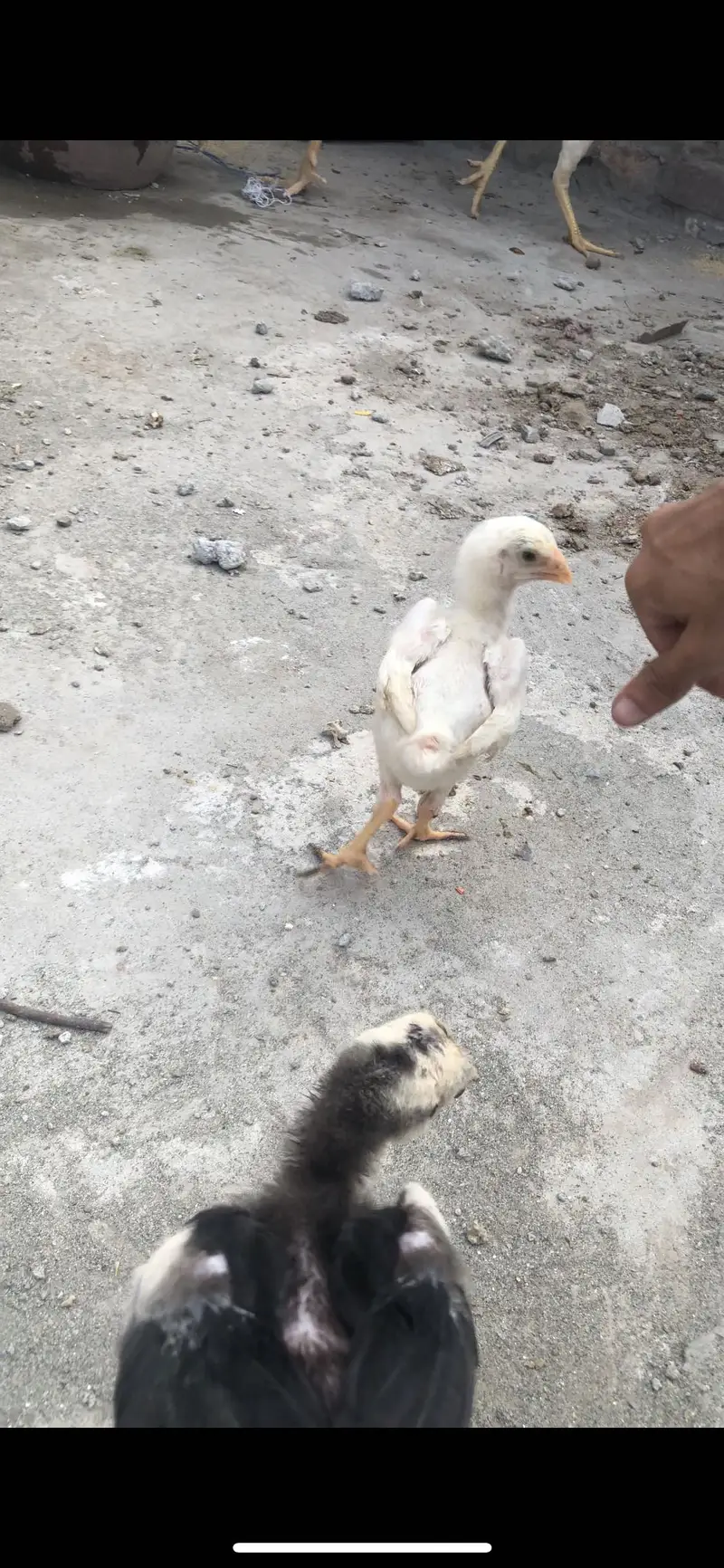 White king shamo Aseel / Thai Aseel chicks — photo 3
