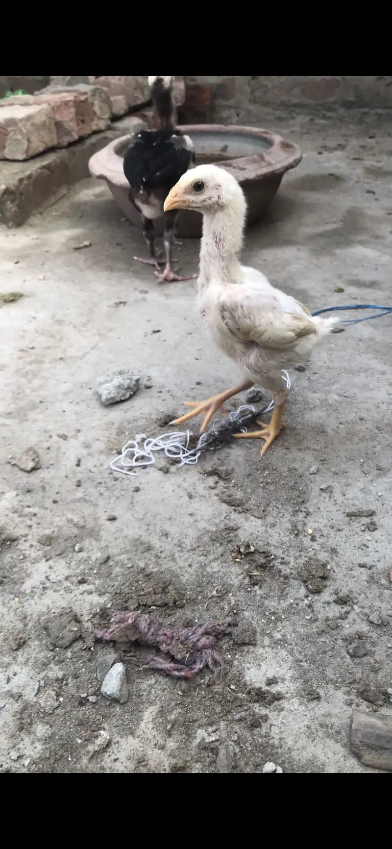 White king shamo Aseel / Thai Aseel chicks — photo 4