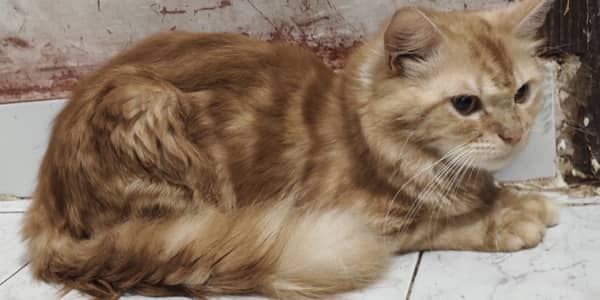 parsian cat age 1 and half year
