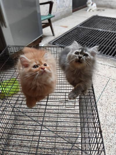 punch face kittens