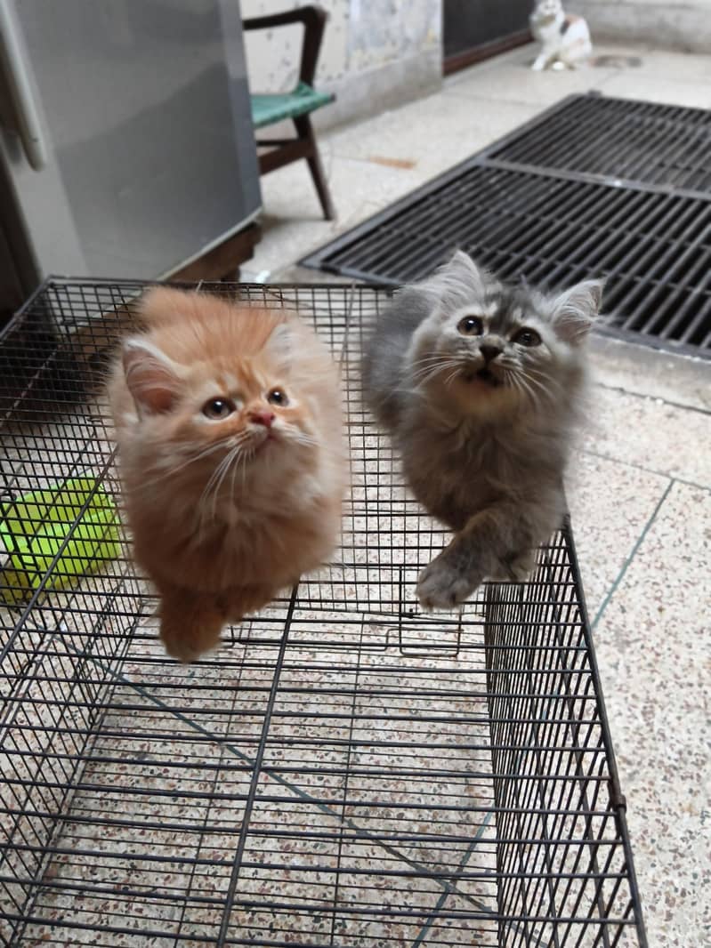 punch face kittens 0