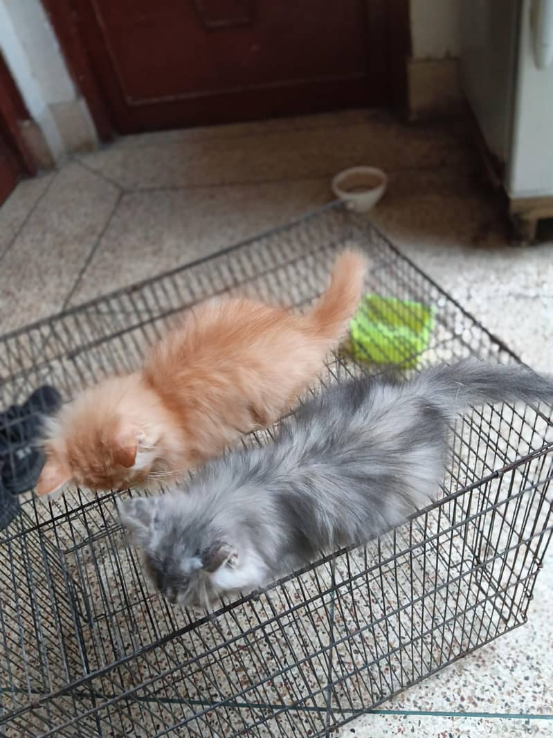 punch face kittens 1