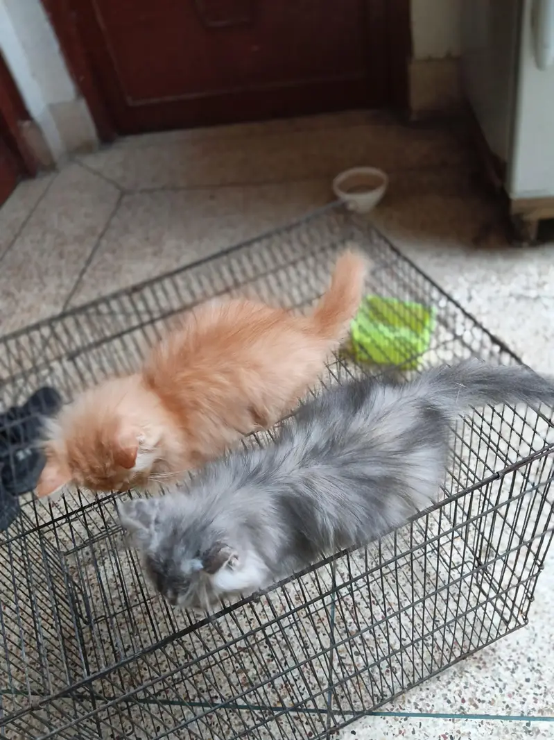punch face kittens — photo 2