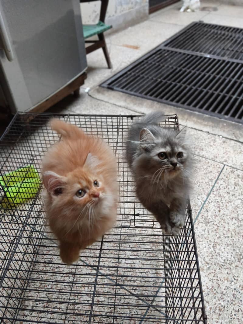 punch face kittens 2