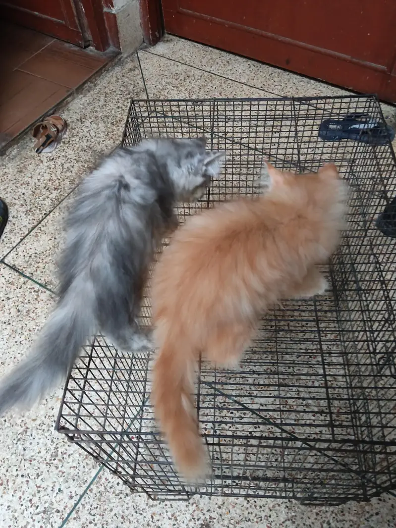 punch face kittens — photo 4